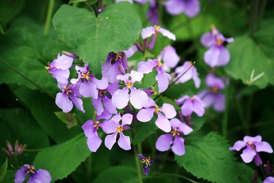 諸葛菜開花