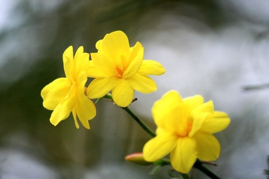 迎春花