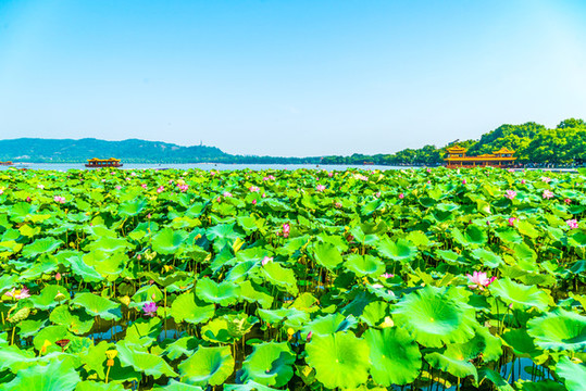 湖景荷葉