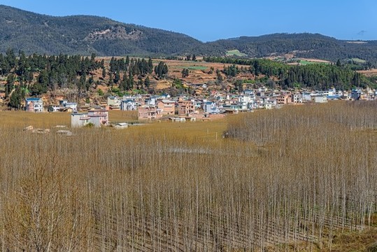 植樹(shù)造林