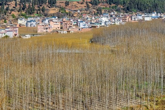 植樹(shù)造林