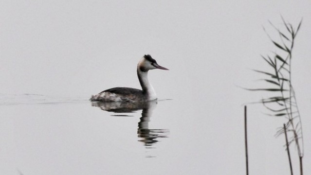 鳳頭??