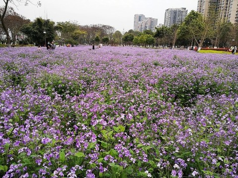 諸葛菜