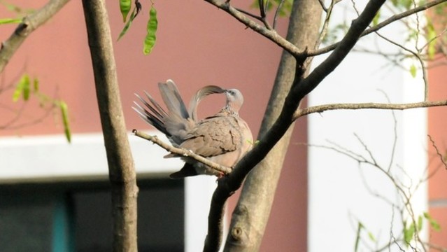 斑鳩