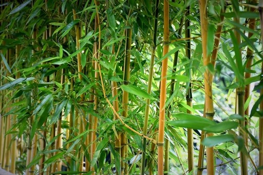 毛竹林