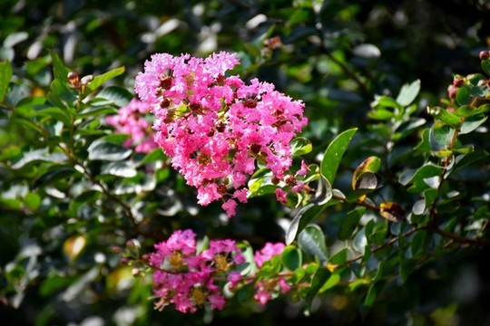 紫薇花