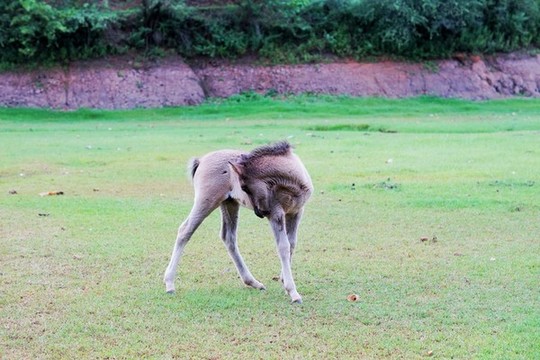 草地小馬