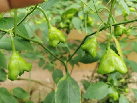 鈴鐺辣椒