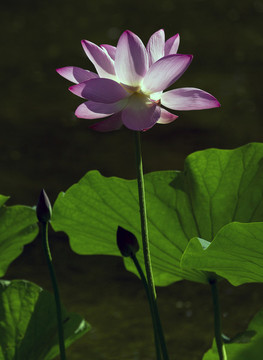 荷花
