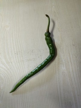 青椒