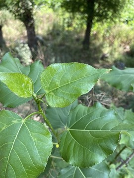 楊樹葉