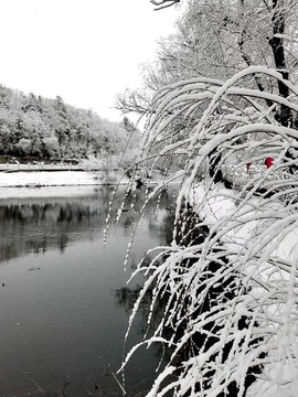 柳枝積雪