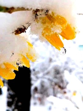 臘梅積雪
