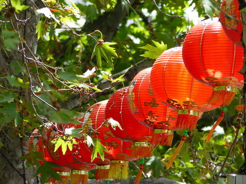紅燈籠