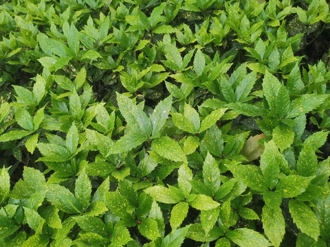 綠色植物背景墻
