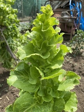 生菜