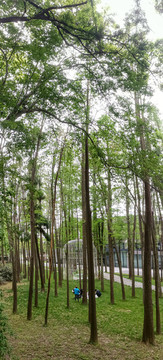 綠樹林