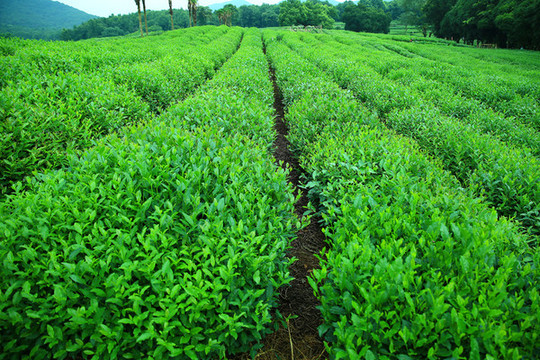 西湖龍井茶園