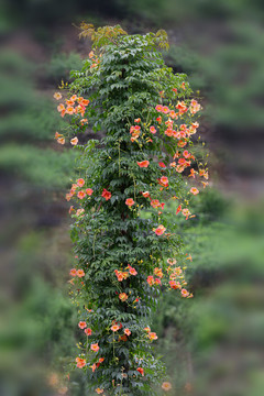 凌霄花