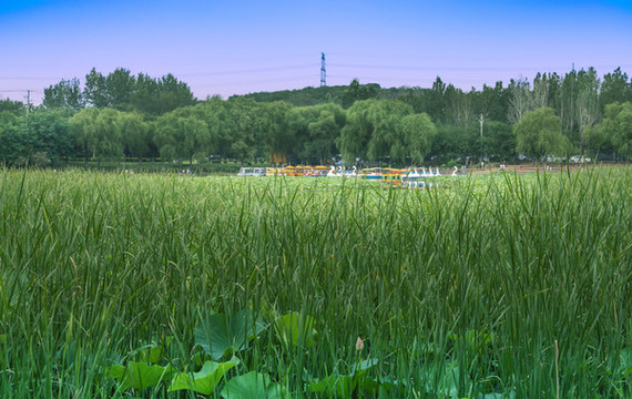 沈陽(yáng)東陵荷花湖