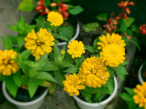 菊花黃色的花