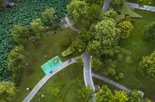 江蘇省淮安市小微濕地之一的荷花