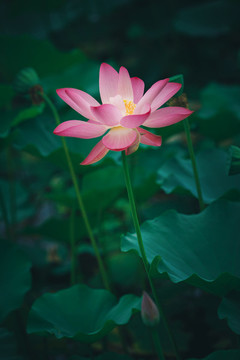 荷塘風(fēng)光