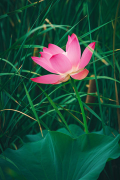 荷塘風(fēng)光