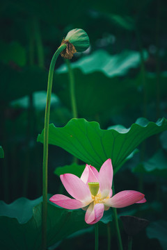 荷塘風(fēng)光