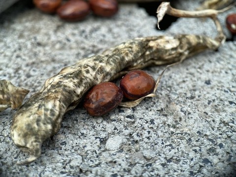豆角豆