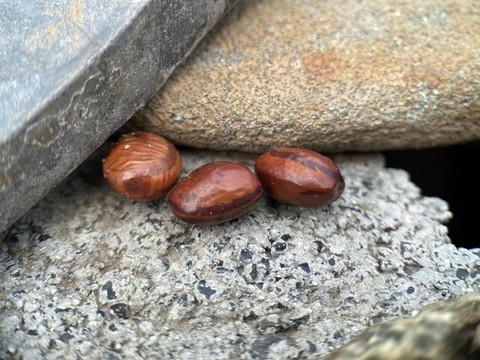 豆角豆