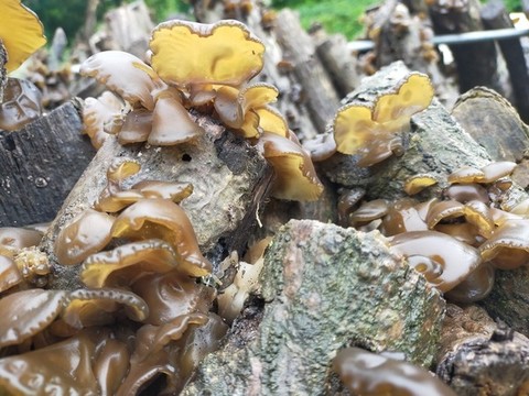 木耳