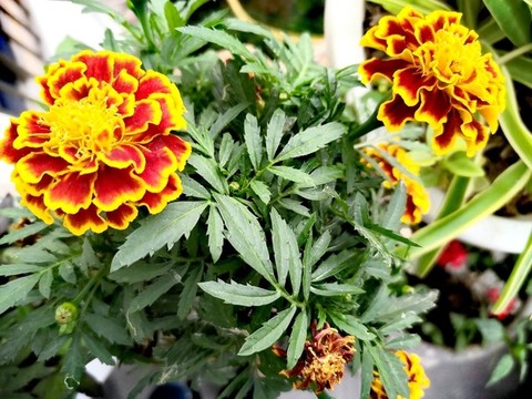 孔雀草