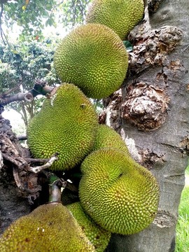 菠蘿蜜樹