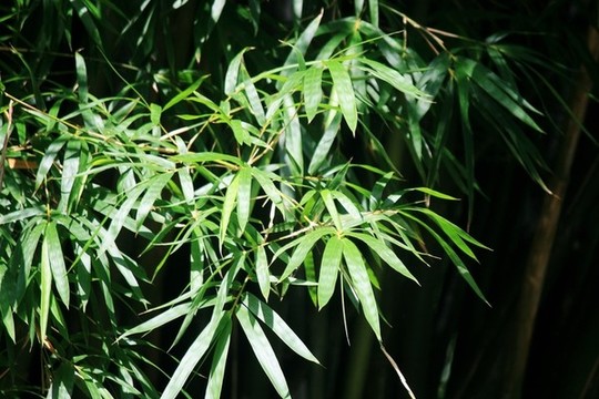 竹葉