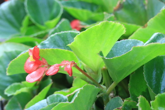 綻放花