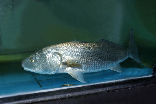 海鱸魚