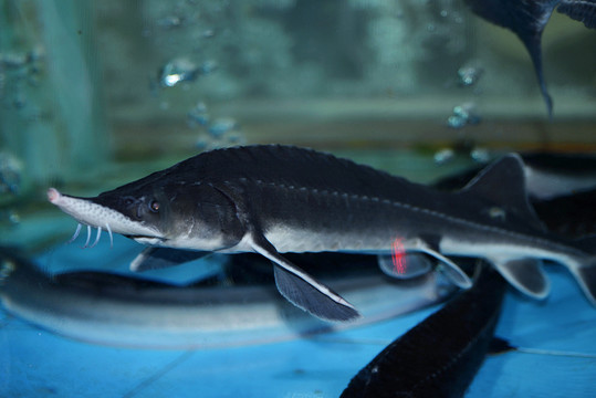 鱘魚