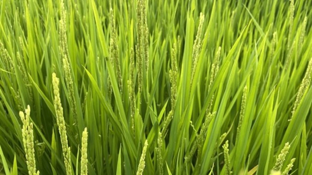 稻田