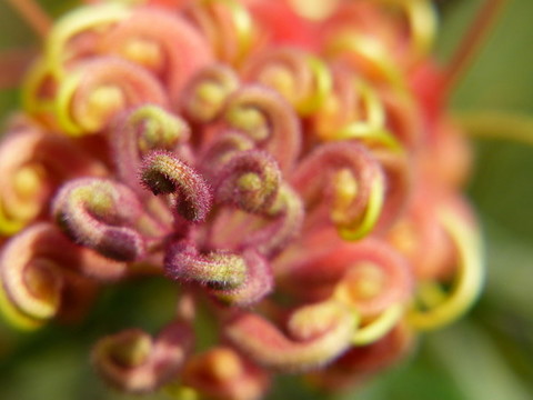 紅花銀樺