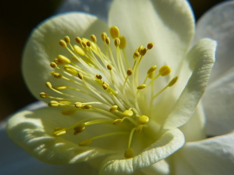大花耬斗菜