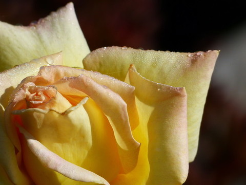 月季花