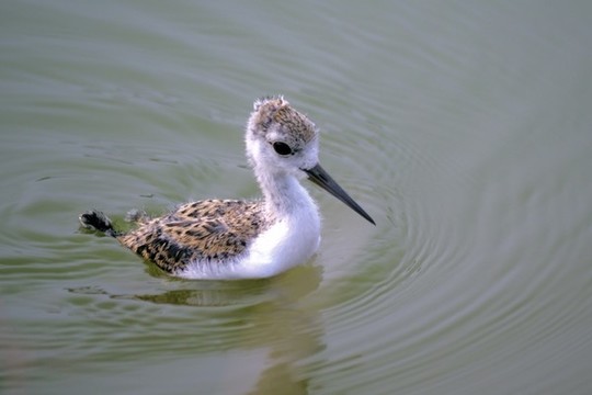 黑翅長腳鷸幼鳥