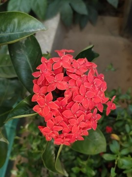 繁星花