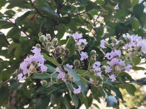 盛開(kāi)的紫薇花