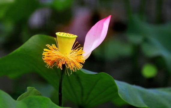 中峰荷花N