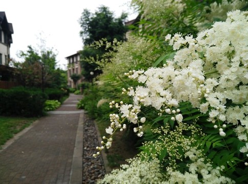華北珍珠梅