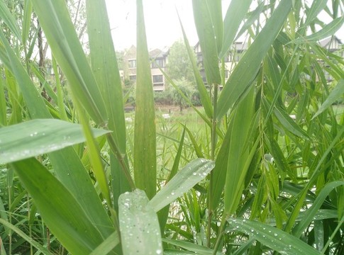 北京王四營CBD
