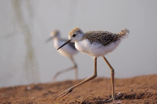 黑翅長腳鷸幼鳥