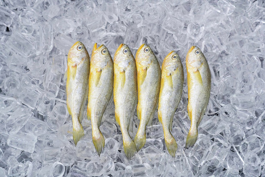 小黃魚
